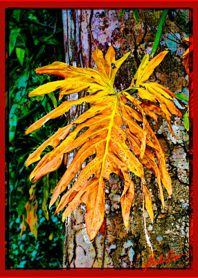 A autumn colored air plant leaf against a tree in Belize